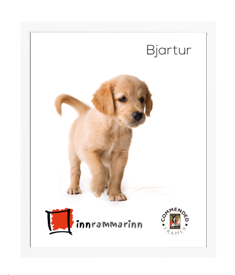 Bjartur (1,5cm) Hvítur